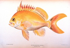 Hawaiian Deep Anthias photo 2