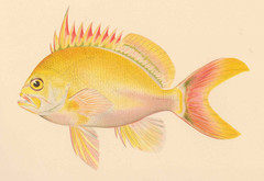 Hawaiian Deep Anthias photo 4