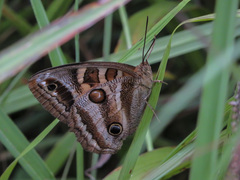 Blepolenis bassus