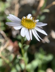 Erigeron aequifolius
