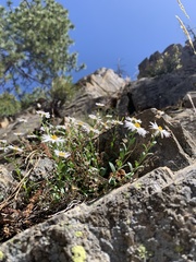 Erigeron aequifolius
