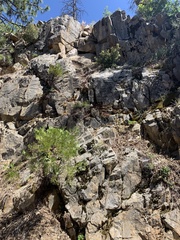 Erigeron aequifolius