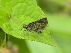 Callimormus interpunctata