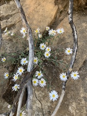 Erigeron aequifolius