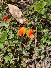 Podolobium procumbens