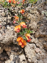 Podolobium procumbens