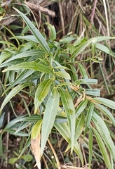 Sarcococca