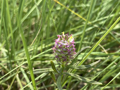 Polygala cruciata