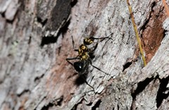 Polyrhachis semiaurata