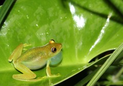 Boana cinerascens
