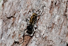 Polyrhachis semiaurata