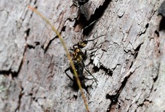 Polyrhachis semiaurata