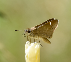 Lerodea eufala eufala