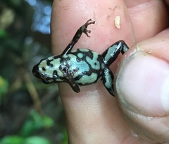 Cauca Poison Frog photo 4