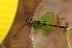 Micromidia atrifrons