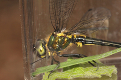 Micromidia atrifrons