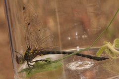 Micromidia atrifrons