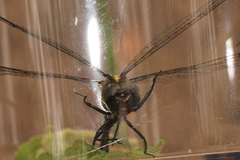 Micromidia atrifrons