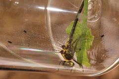 Micromidia atrifrons