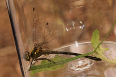 Micromidia atrifrons