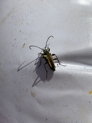 Lepturobosca chrysocoma