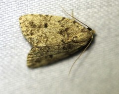 Tolpia conscitulana