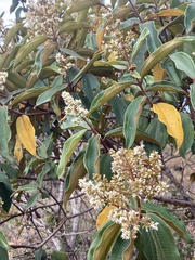 Miconia rubiginosa