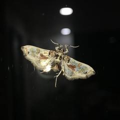 Neoleucinodes
