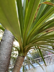 Dracaena cochinchinensis