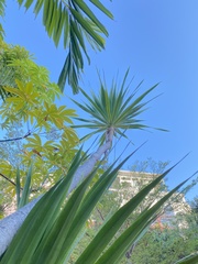 Dracaena cochinchinensis