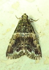 Orthaga thyrisalis