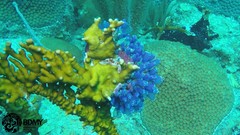 Clavelina puertosecensis