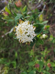 Pimelea ligustrina ciliata