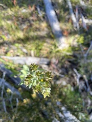Senecio gunnii