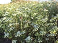 Visnaga daucoides