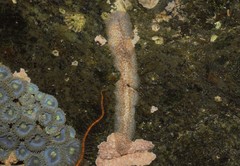 Enchiridium