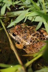 Anura