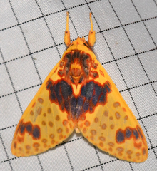 Amaxia pulchra