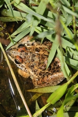 Anura