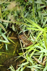 Anura