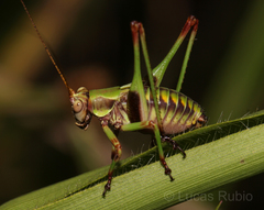 Enthephippion olivaceum