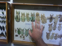 Phylliidae