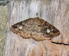 Homochlodes lactispargaria