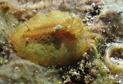 Carminodoris