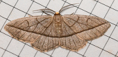 Nephodia secturata