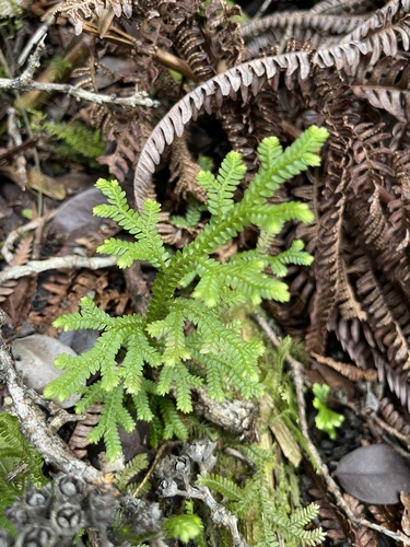 Selaginella arbuscula