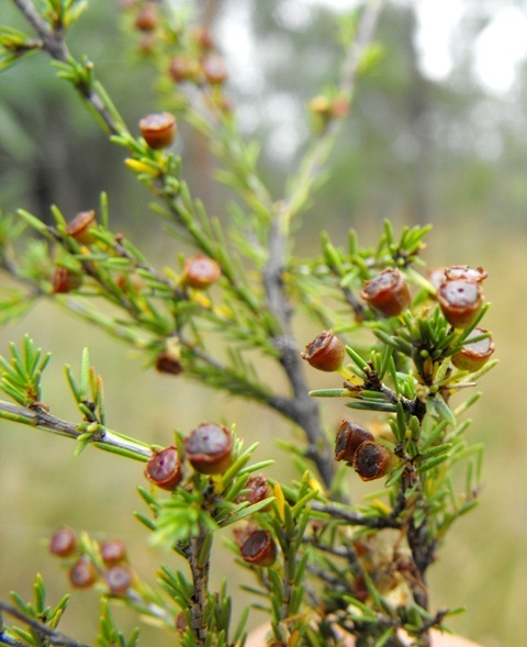 Harmogia densifolia