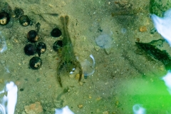 Macrobrachium iheringi