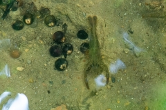 Macrobrachium iheringi