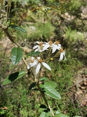 Olearia myrsinoides